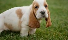 狗睡前转圈圈的原因