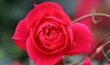 关于月季花的作文