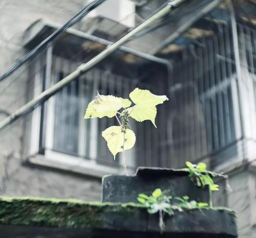 你是如此美丽，轻松见面