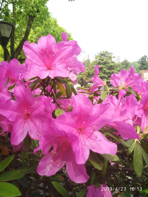 观赏花