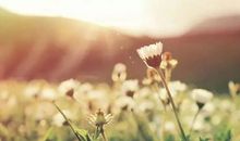 愿你，如春般明媚