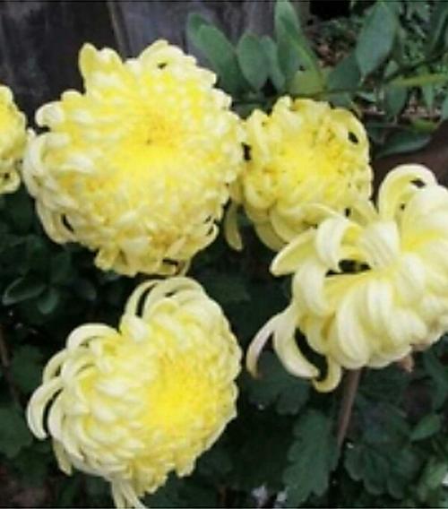 秋菊我爱你
