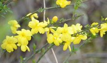 描写迎春花的作文