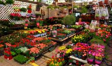 花卉市场