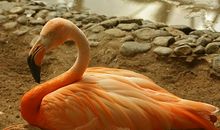 游杭州野生动物园