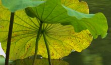 片片荷叶，触动了我的心灵