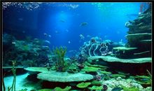 珠海海洋公园一日游