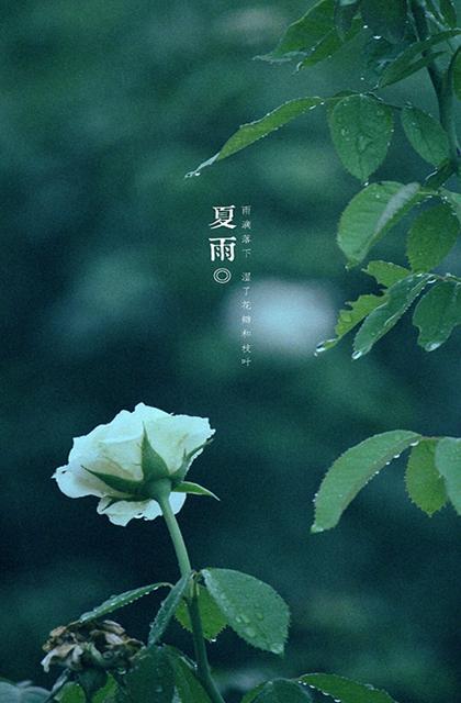 六月下雨