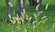 我家楼下的狗尾草