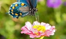 那只蝴蝶一直都在