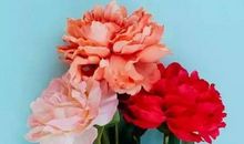 分享我记忆中的花香