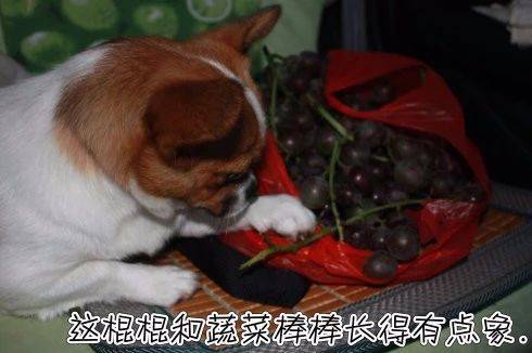 想要吃水果的小狗