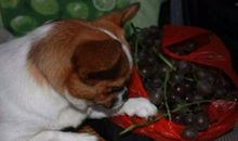 想吃果子的小狗