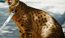 地球上的最后一只动物