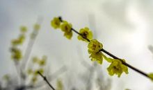 传承那一抹诗意