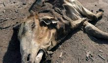 假如所有的小河干涸了