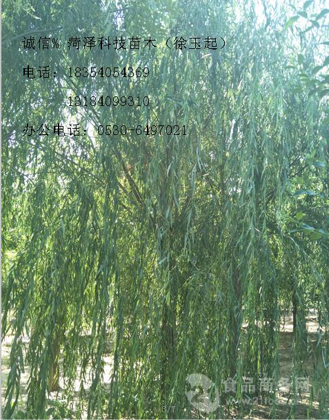 我的植物朋友杨柳