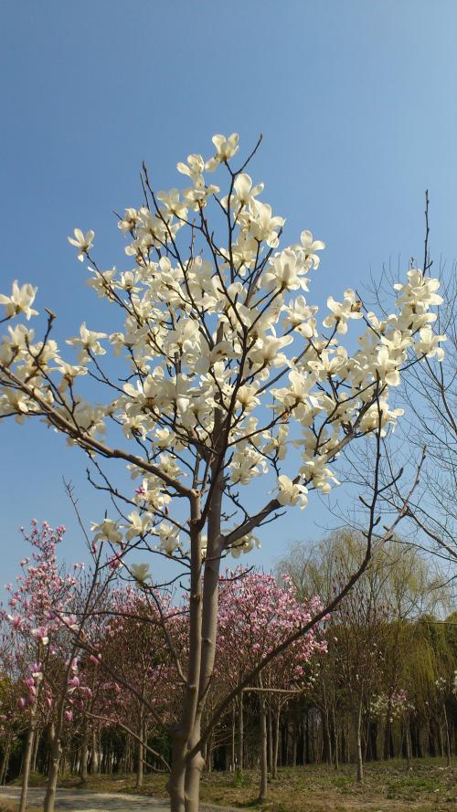 木兰
