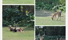 难忘的香江野生动物园之旅