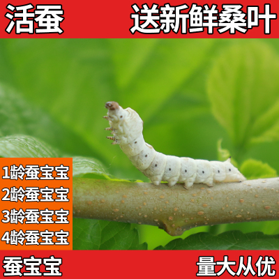 可爱的小蚕