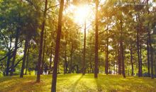 假如我有一片树林