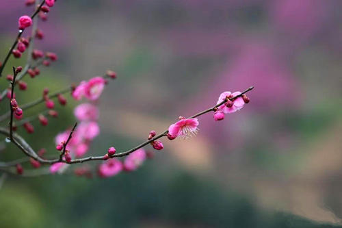 那簇梅花