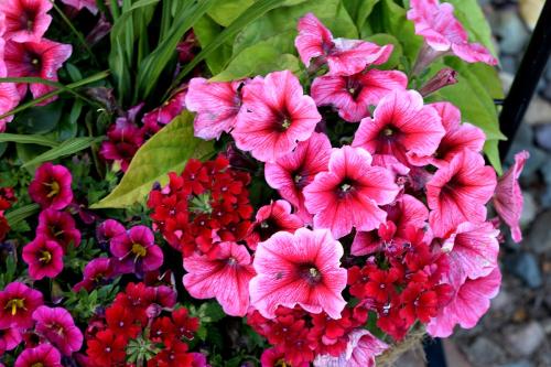 奶奶的花