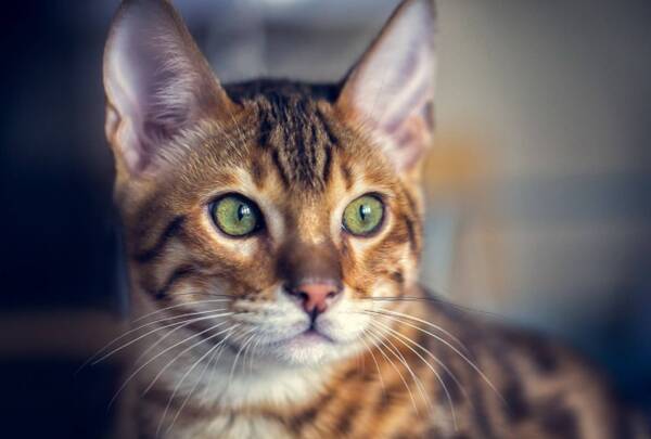 剪掉小猫的胡须