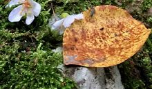 相遇美好的春天