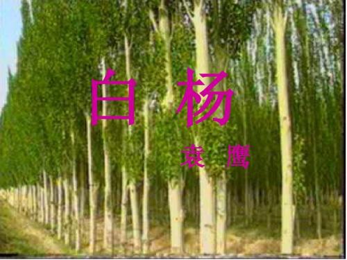 窗外的杨树