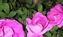 分享五月的花香