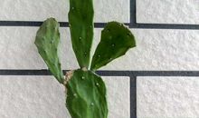 我是一株仙人掌