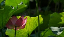 怀着一颗宁静的心