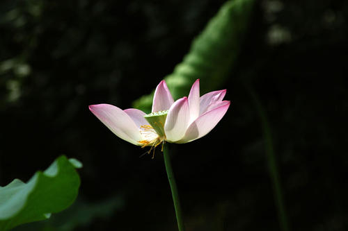 夏天找到莲花