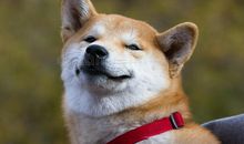 惹人喜爱的小狗