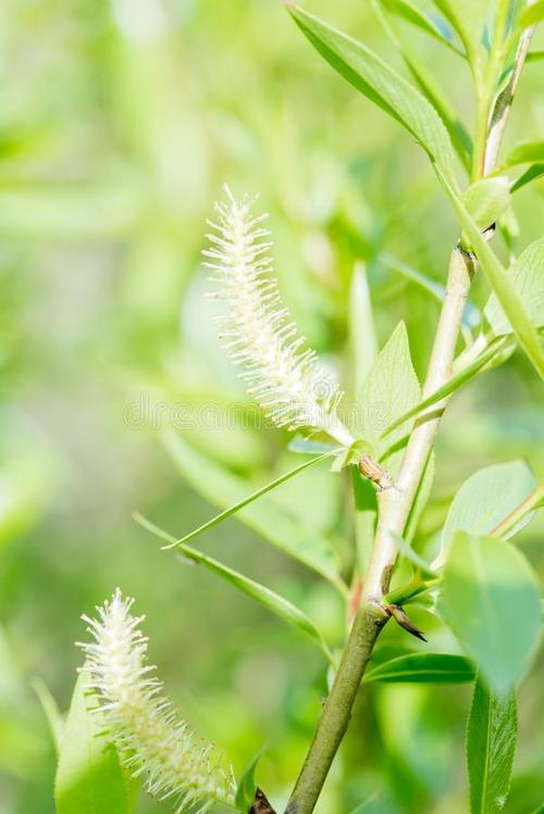 夏草