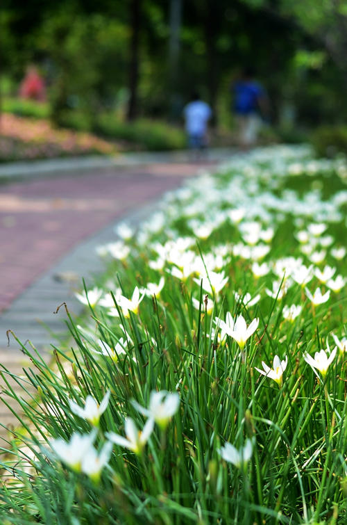 童年花园里剩下的小雏菊