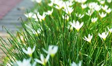 留在童年花园里的小雏菊