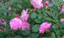 我爱校园春的韵味