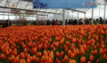 首届花卉园艺博览会