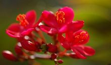 分享一朵花的芬芳