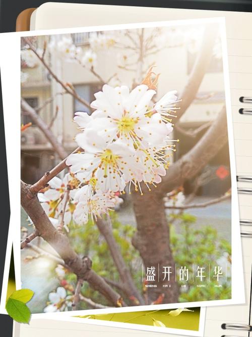 盛开的岁月