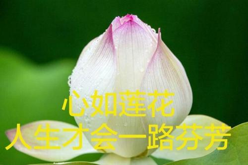 一路开放，一路香