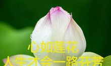 一路开放，一路芬芳