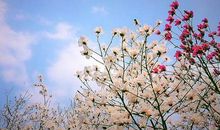 留在春天的温柔