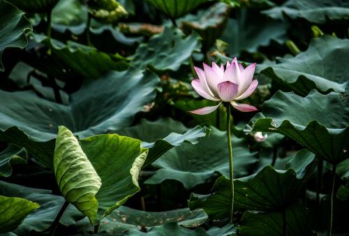莲花