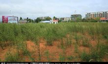 心里有片荒草地