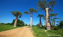 一棵想要旅行的树