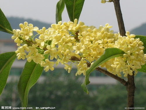 我爱桂花树