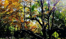 寻找秋天的足迹